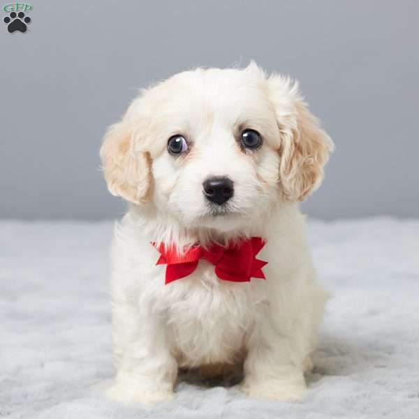 Chance, Cavachon Puppy